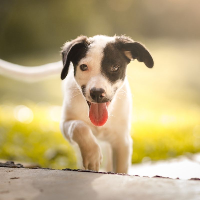 Basset Hound Pet Dog Names